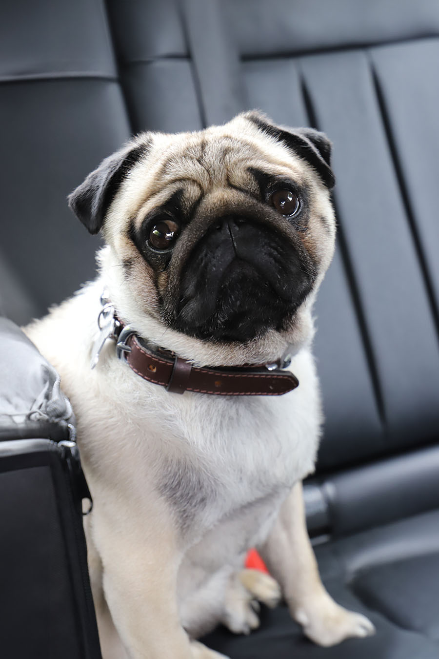 Lex, a small Pug dog, on the back seat of a car. ©2020 Mathieu Improvisato